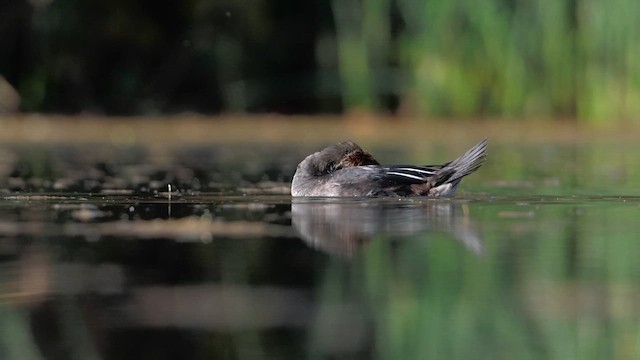 Hooded Merganser - ML644248294