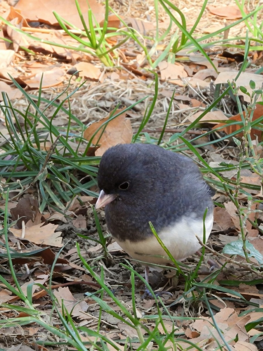 Dark-eyed Junco - ML644248296