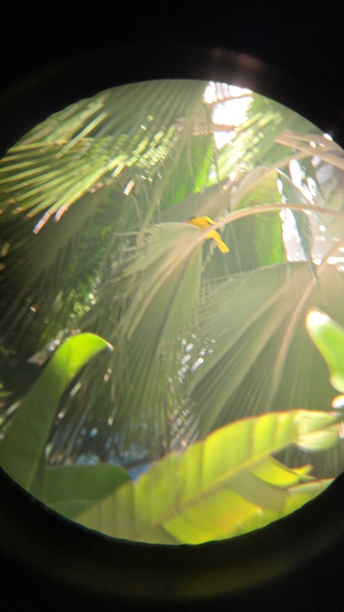 Black-naped Oriole - ML644248303