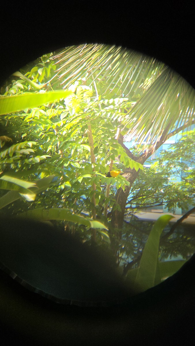 Black-naped Oriole - ML644248304