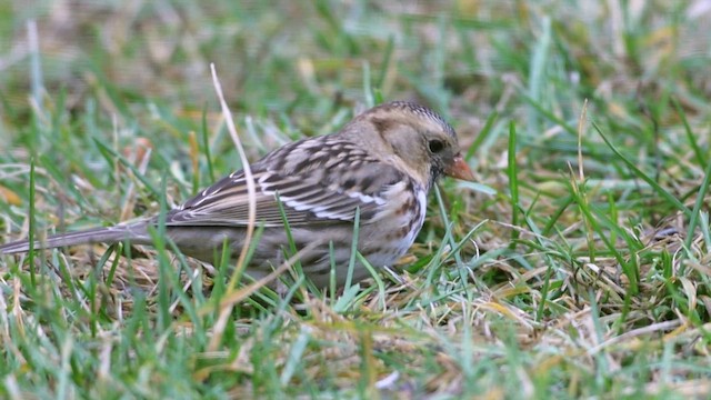 Harris's Sparrow - ML644248305