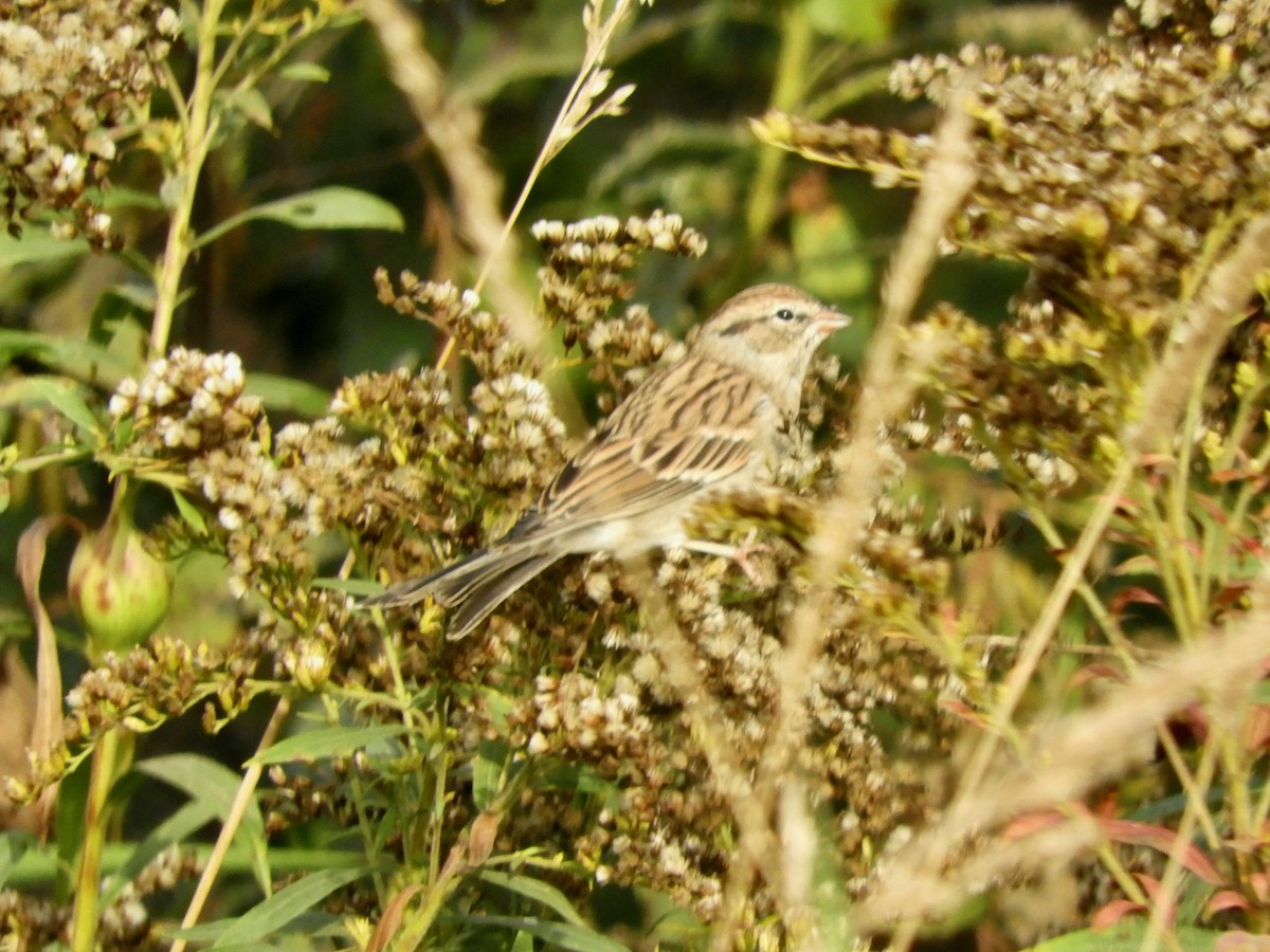 Chipping Sparrow - ML644248306