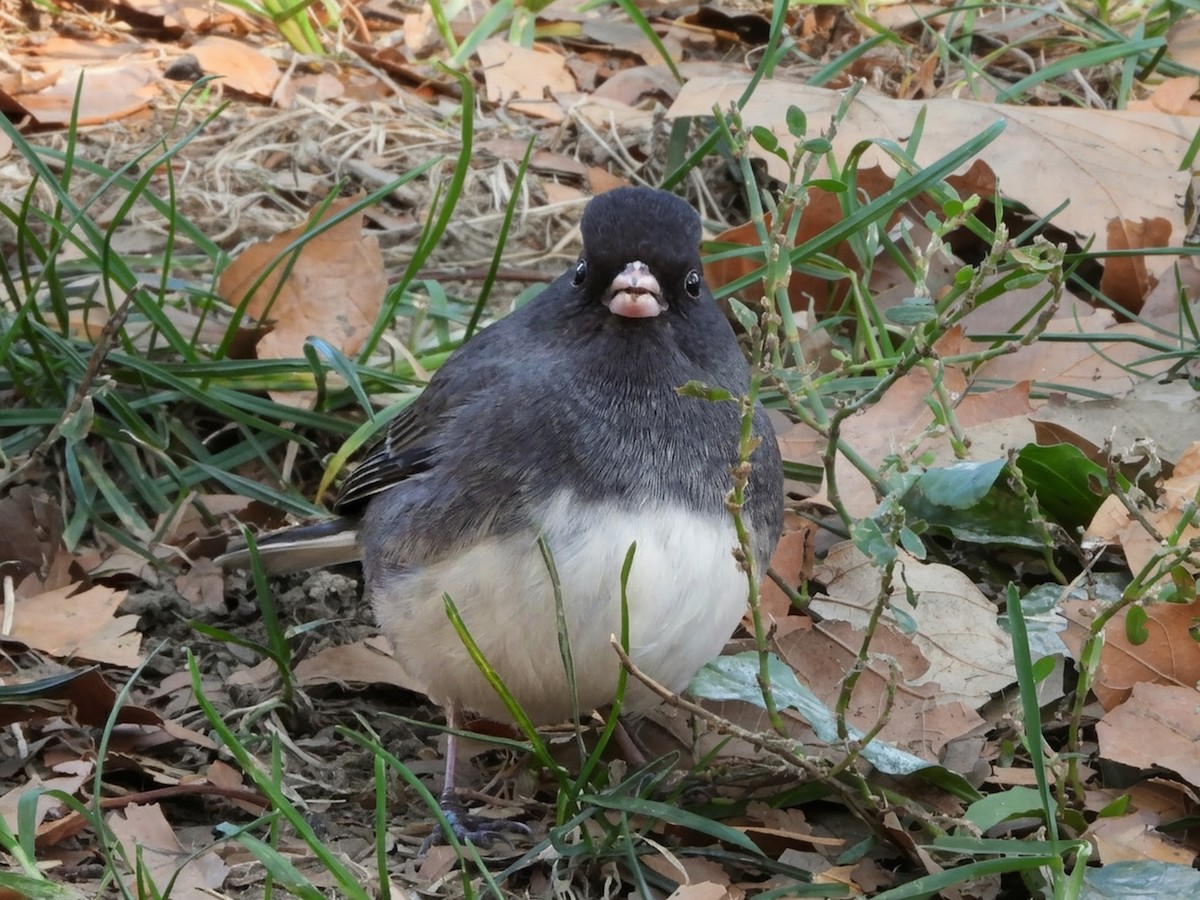 Dark-eyed Junco - ML644248310