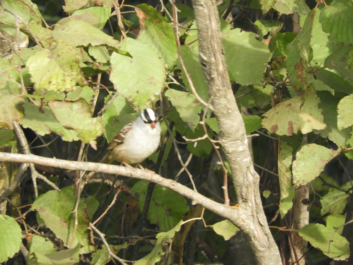 strnadec bělopásý (ssp. leucophrys) - ML644248312