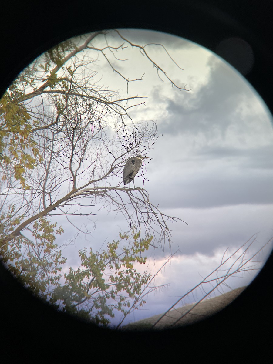 Great Blue Heron - ML644248313