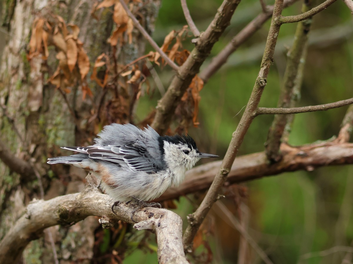 Sittelle à poitrine blanche - ML644248314