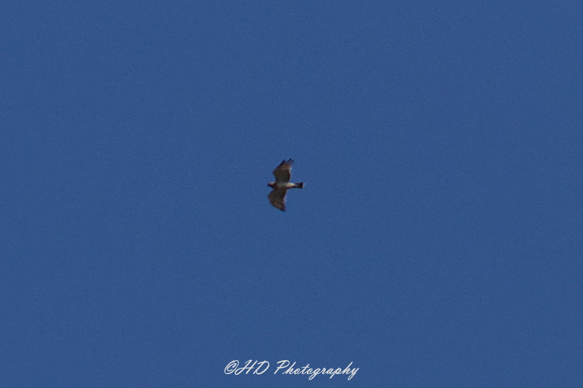 Short-toed Snake-Eagle - ML644248315