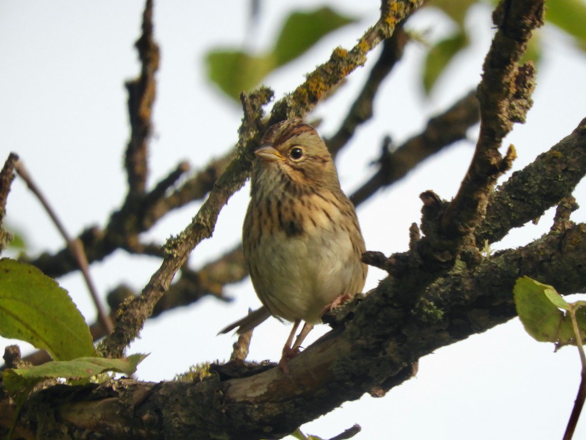 Lincoln's Sparrow - ML644248319
