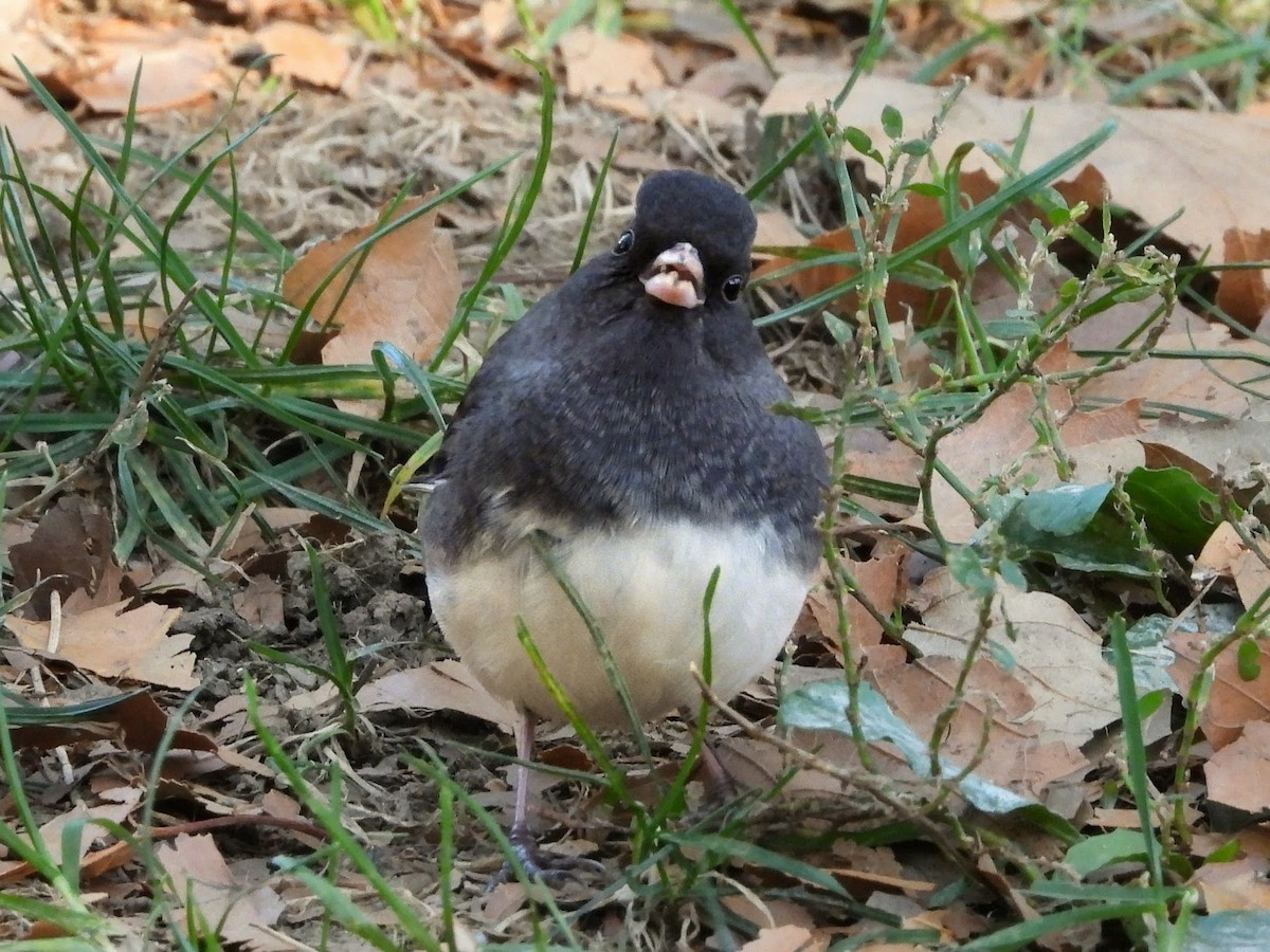 Dark-eyed Junco - ML644248320