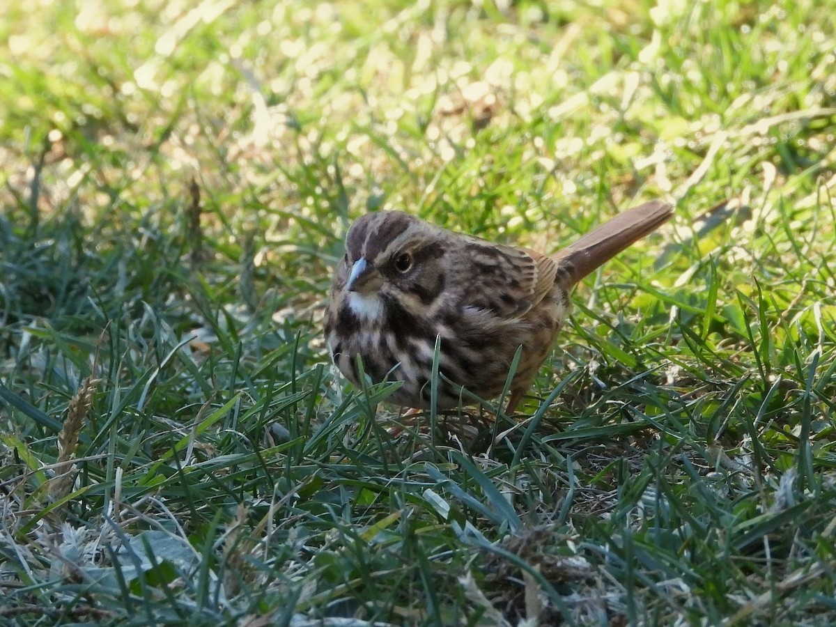 Song Sparrow - ML644248328