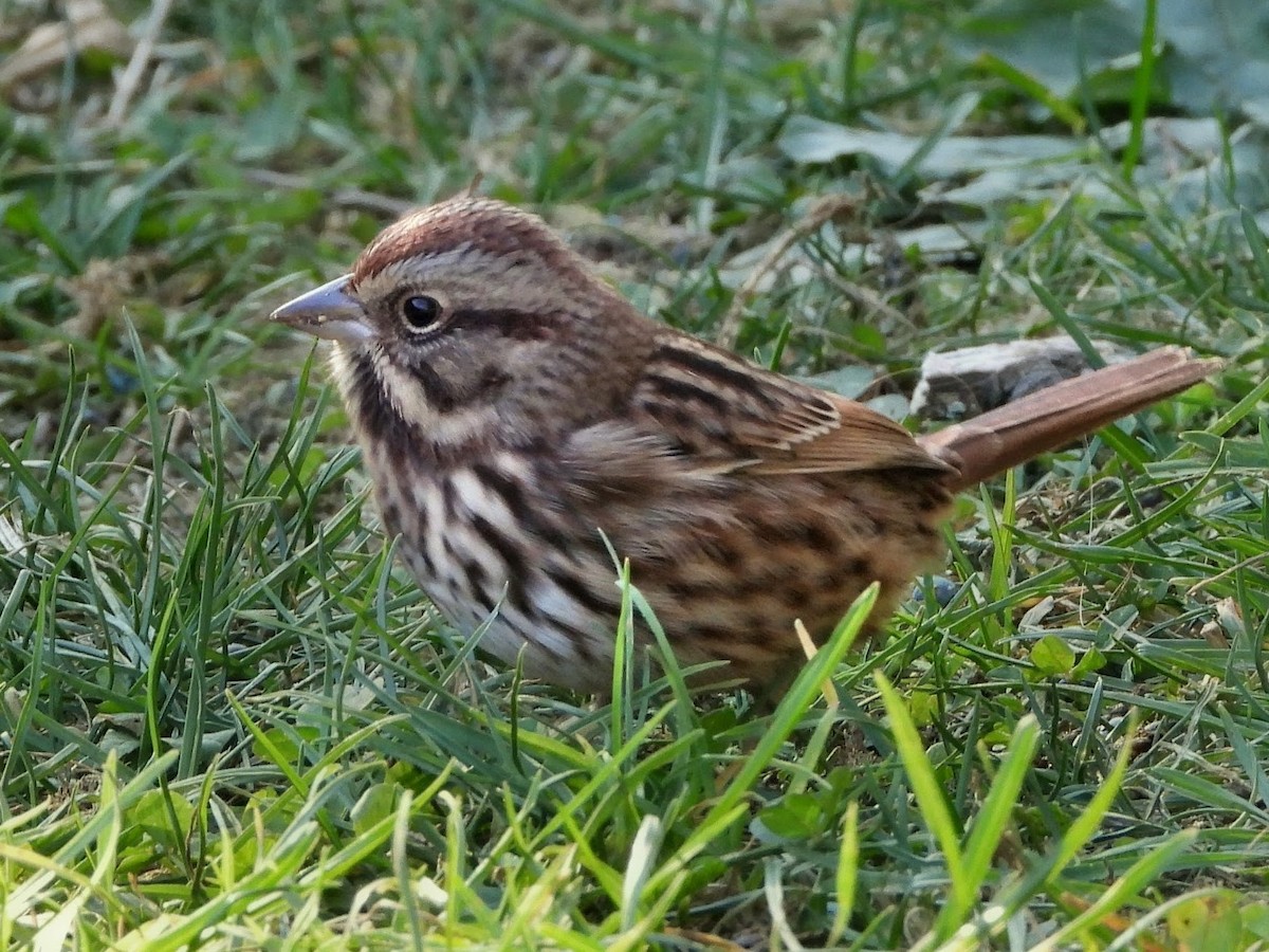 Song Sparrow - ML644248333