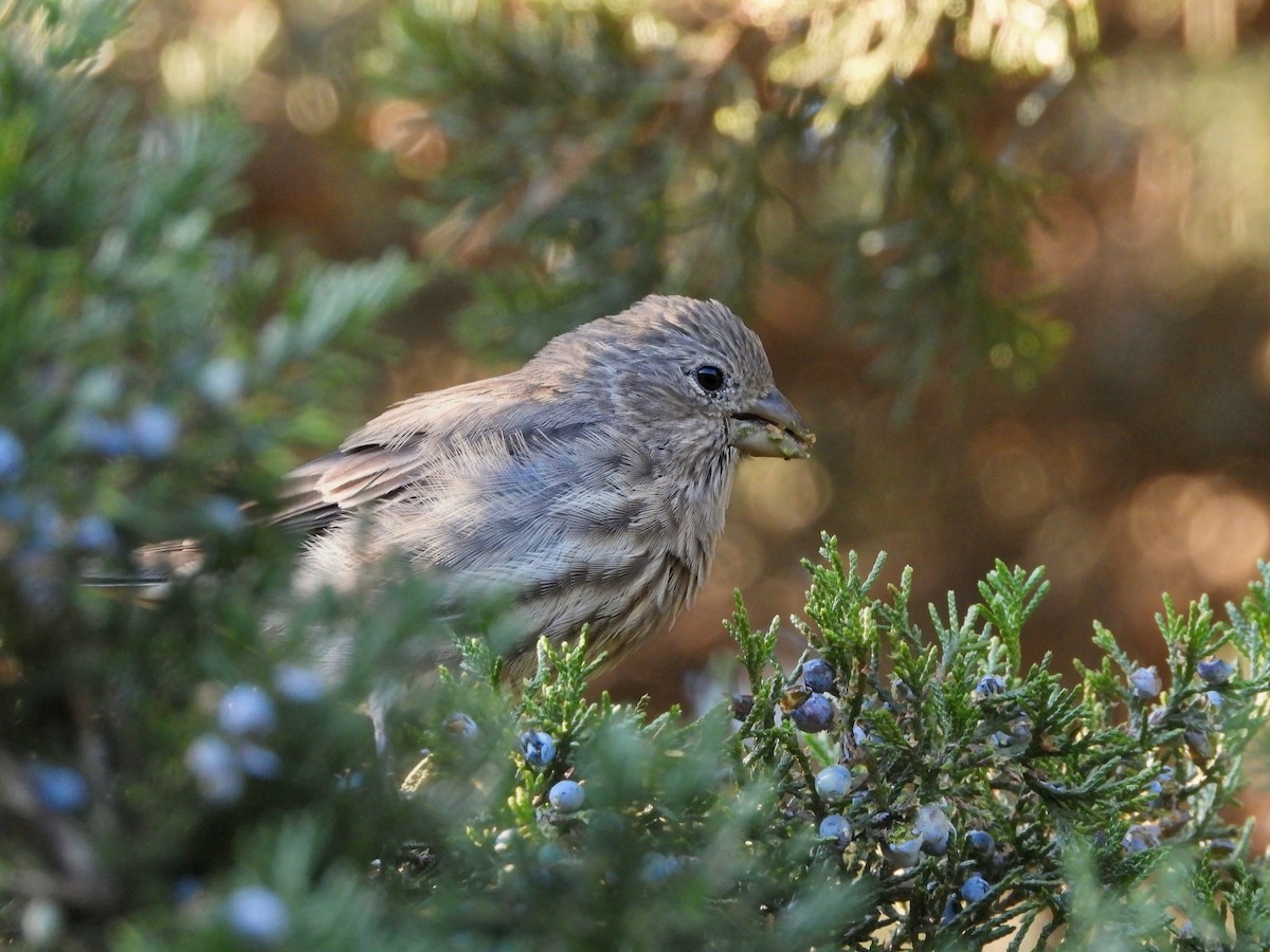 House Finch - ML644248340