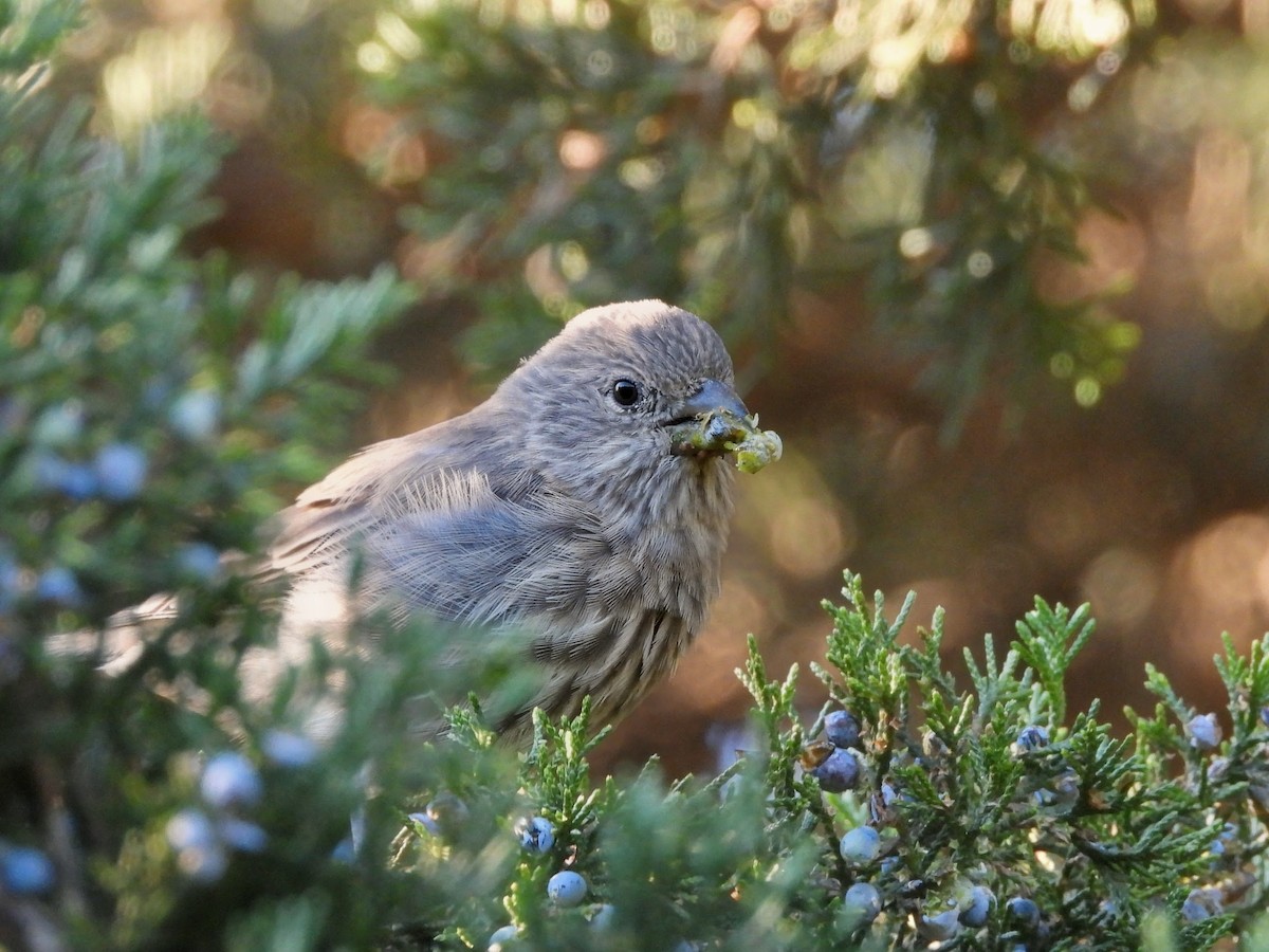 House Finch - ML644248341