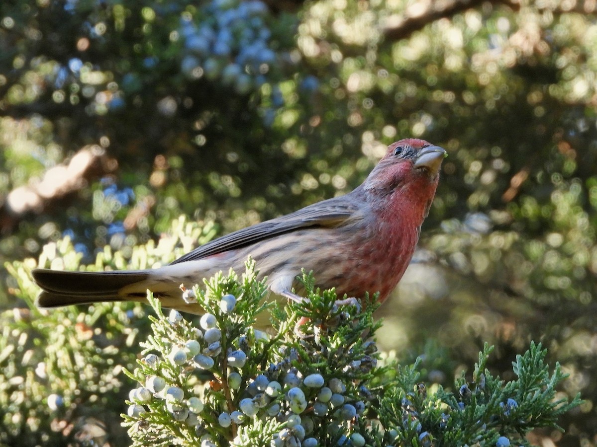 House Finch - ML644248347