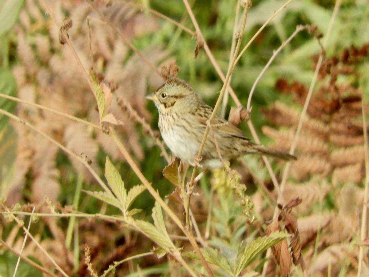 Lincoln's Sparrow - ML644248359