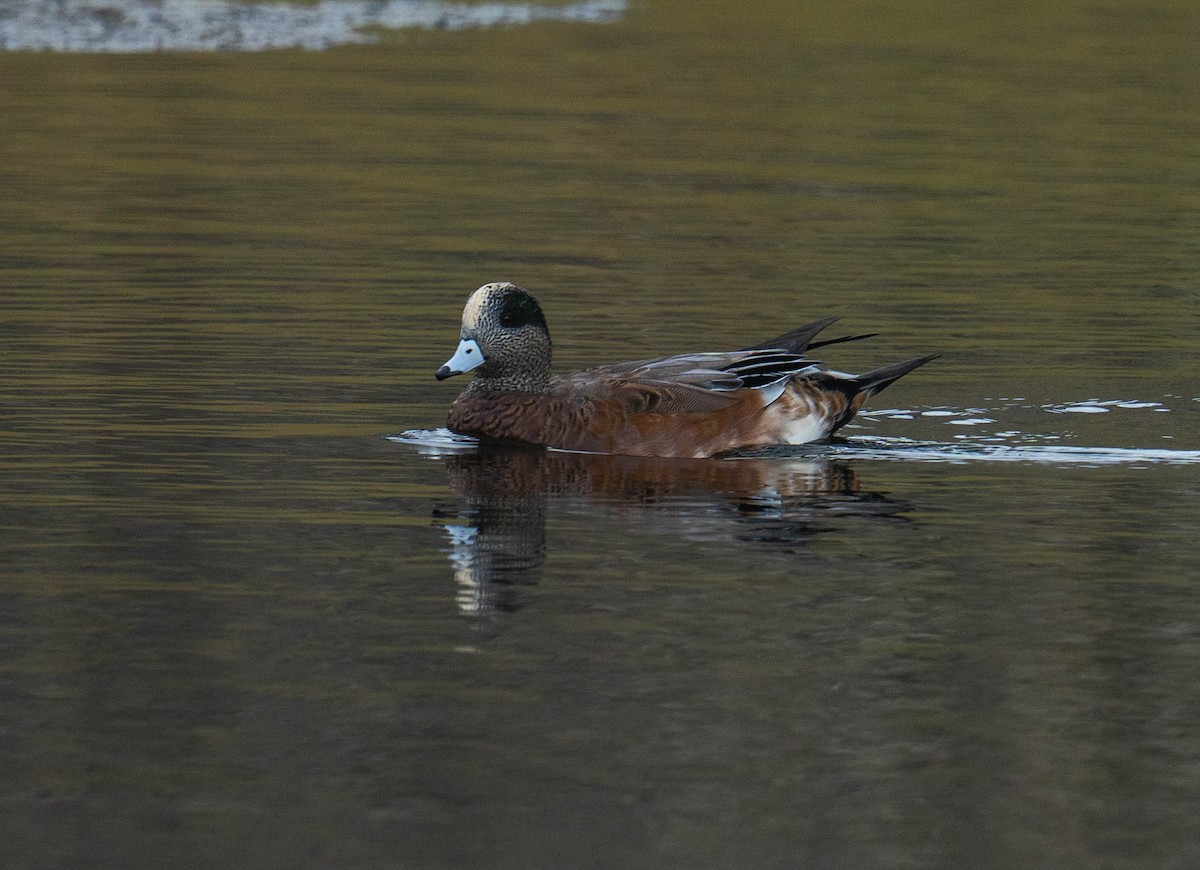 Amerika Fiyusu - ML644248361