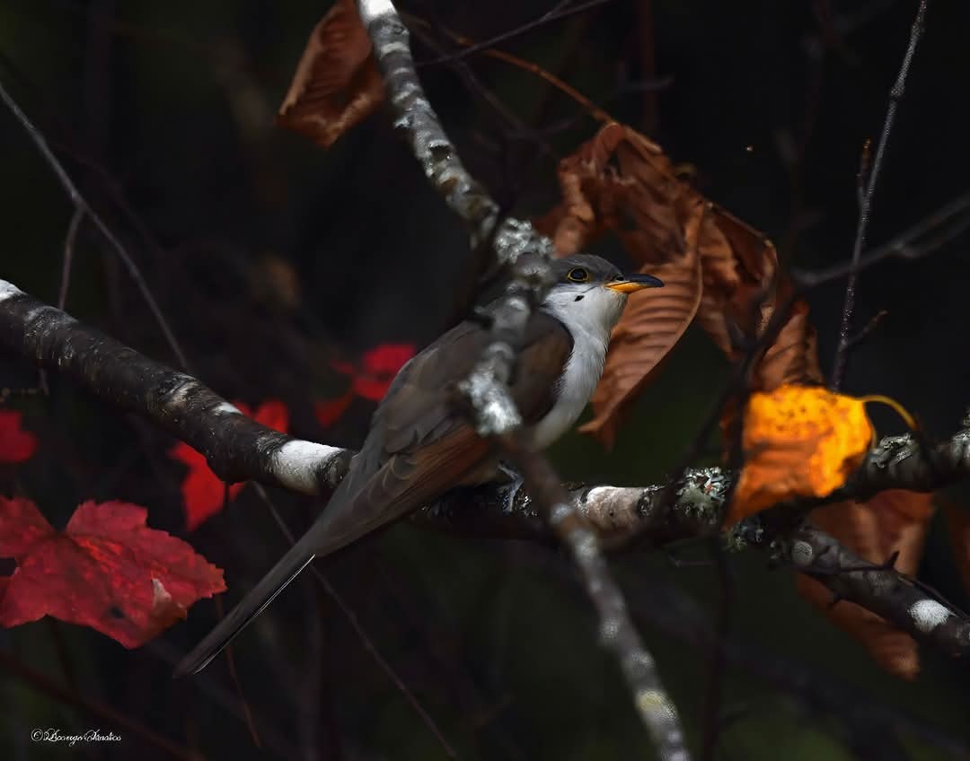 Coulicou à bec jaune - ML644248362