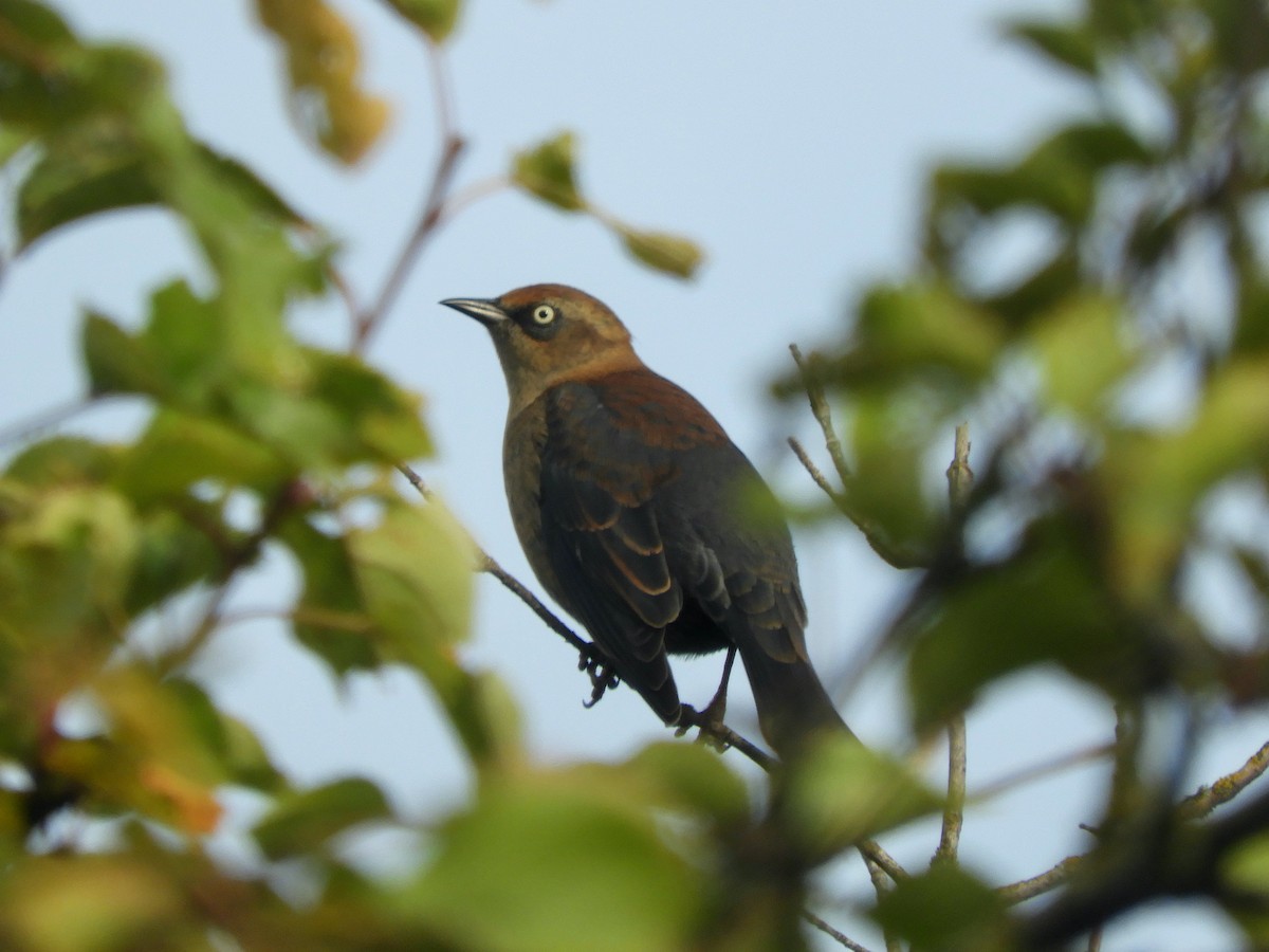 Rusty Blackbird - ML644248369