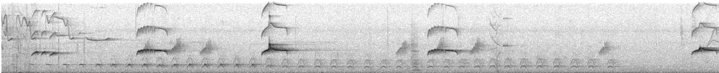 Tyran pirate - ML644248370