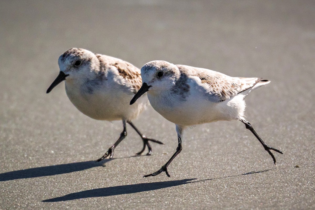 Txirri zuria - ML644248373