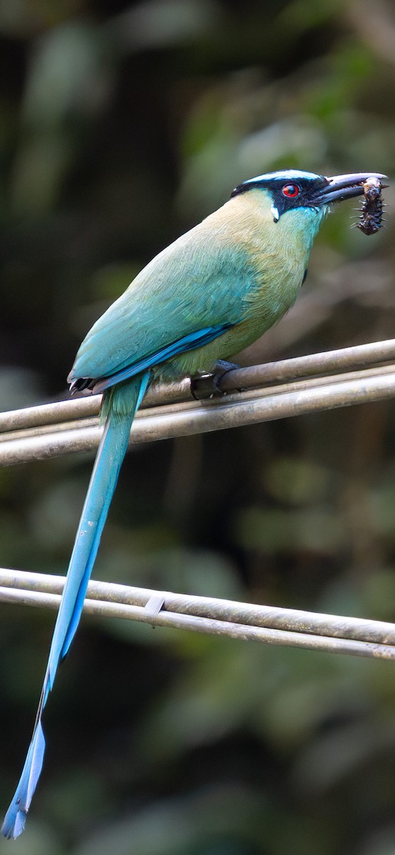 Andean Motmot - ML644248374