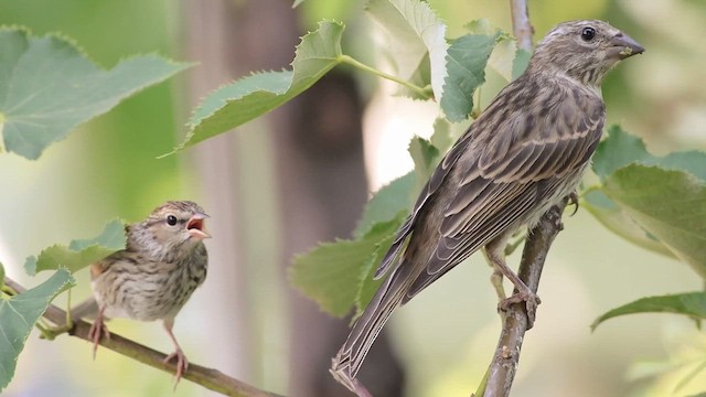 Chipping Sparrow - ML644248384
