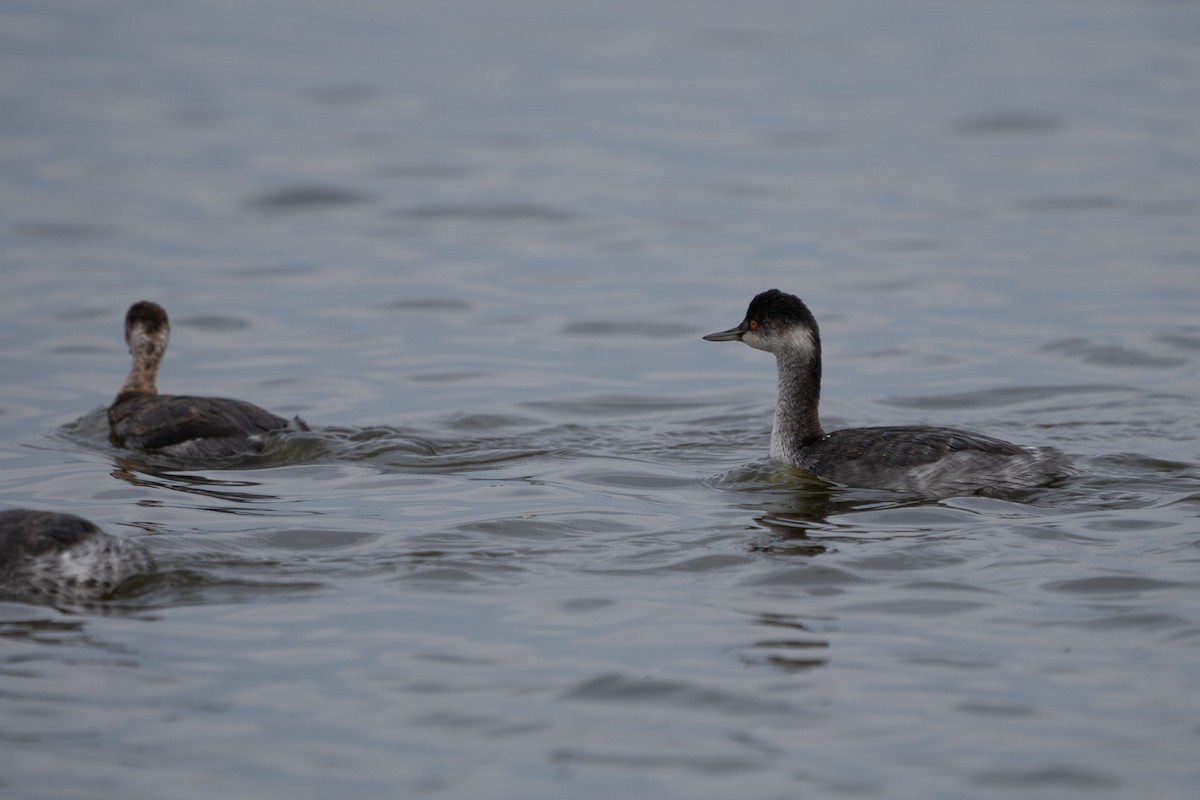 黑頸鸊鷉 - ML644248401