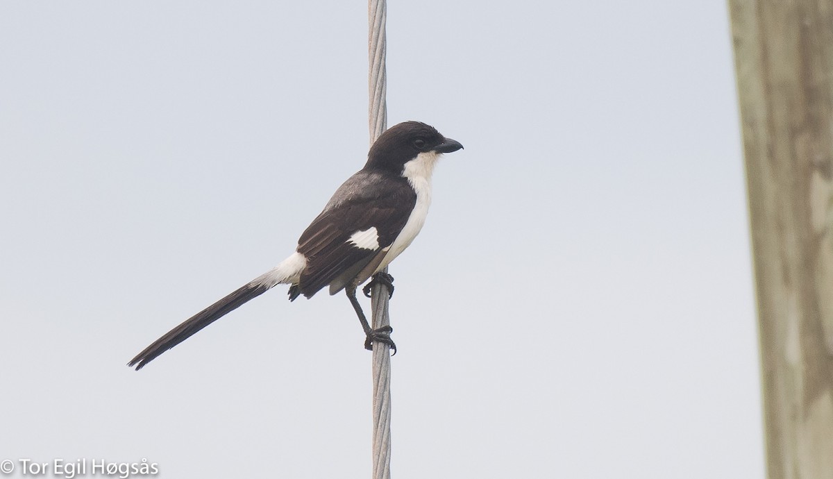 Long-tailed Fiscal - ML64424841