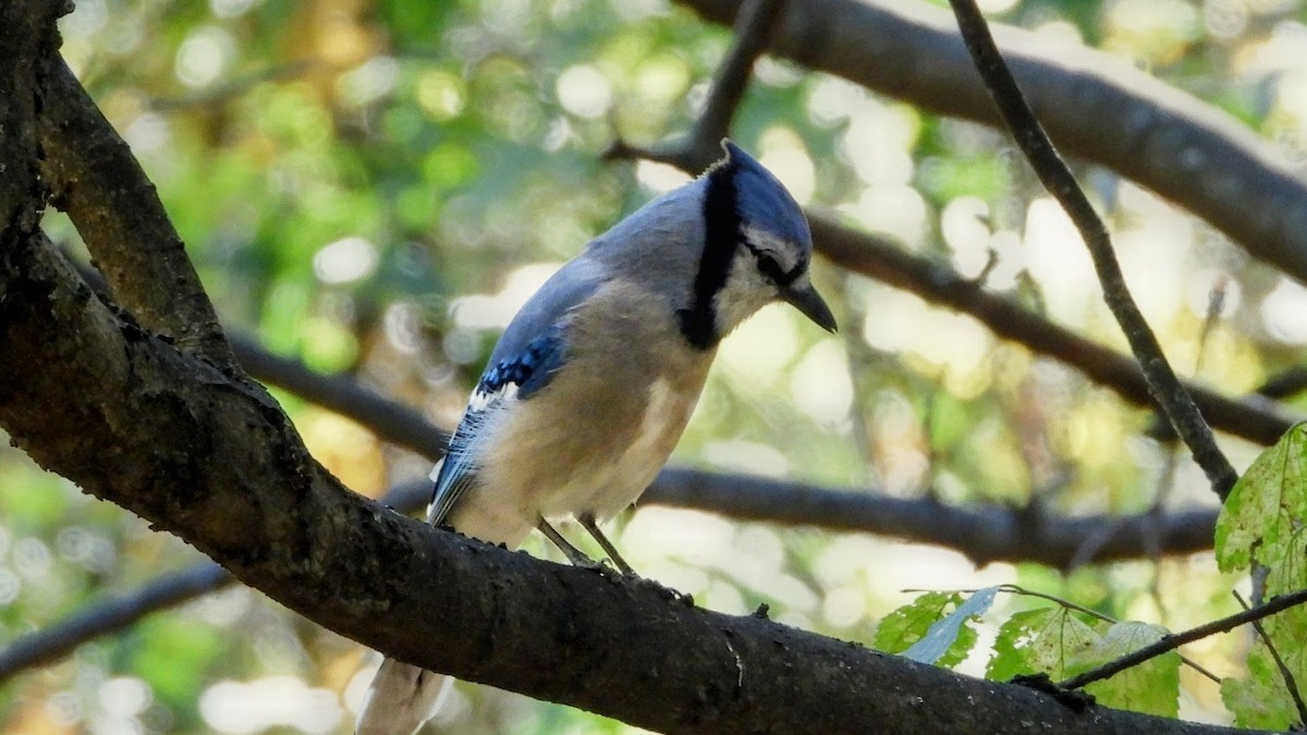 Blue Jay - ML644248411