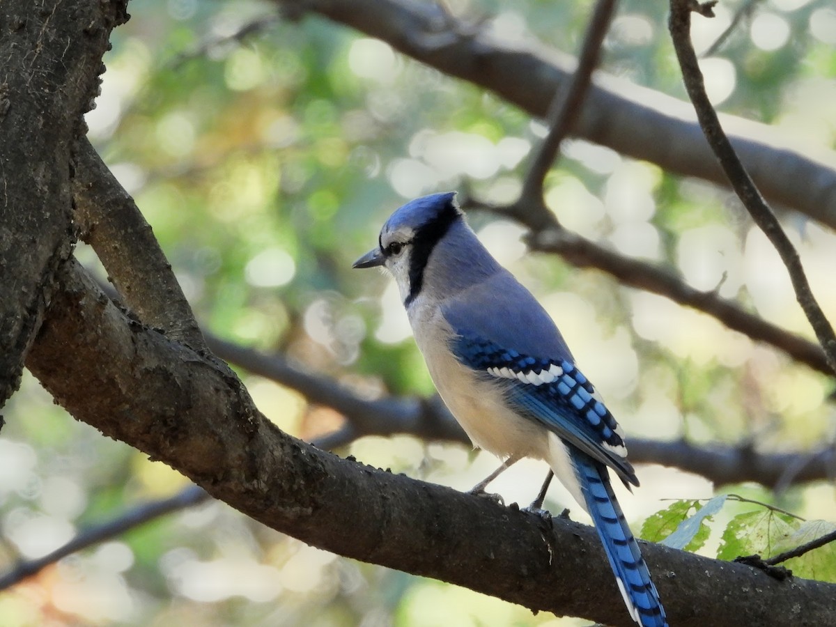 Blue Jay - ML644248413
