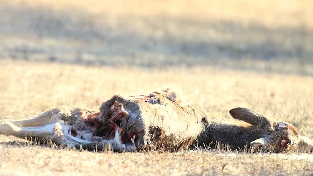 Pygargue à tête blanche - ML644248418