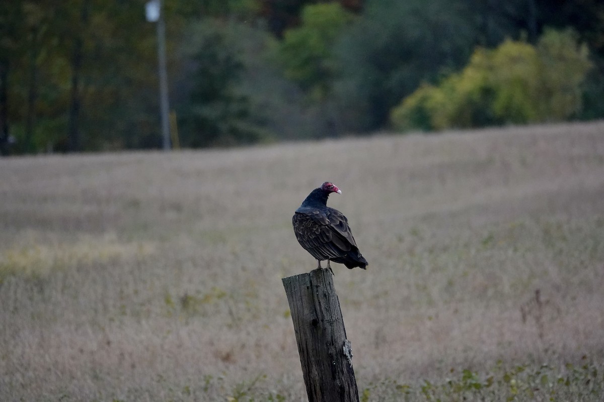 Turkey Vulture - ML644248420