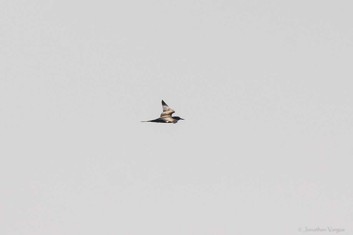 Sterne bridée - ML644248428