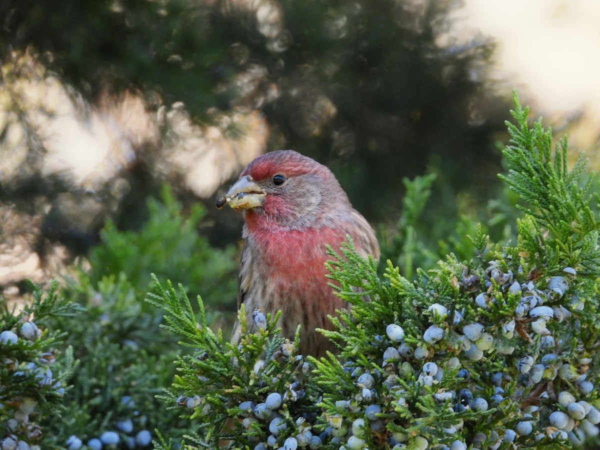 House Finch - ML644248435