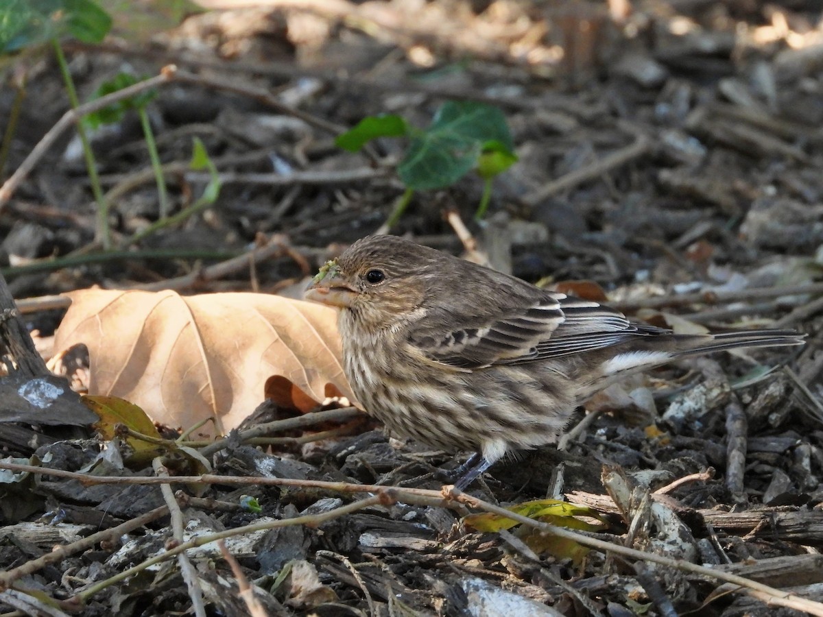 House Finch - ML644248441