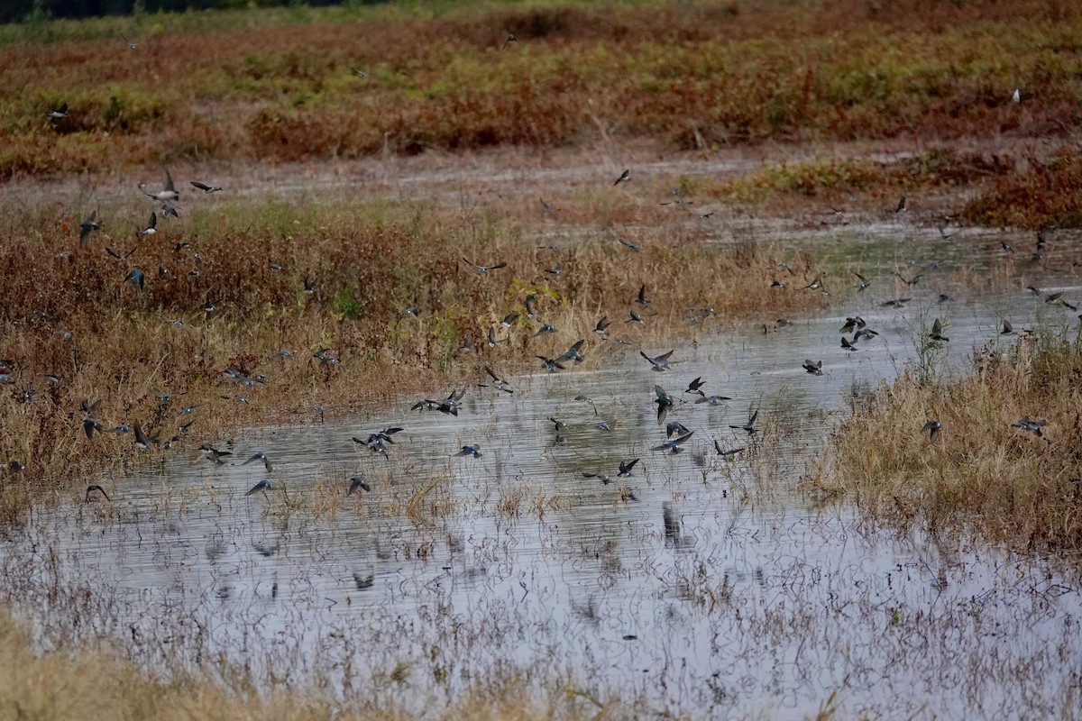 Tree Swallow - ML644248448
