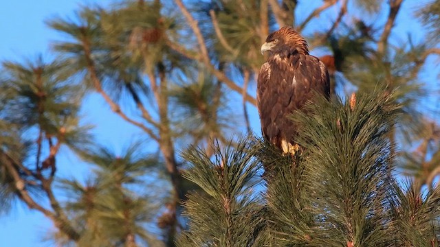 Kaya Kartalı - ML644248454