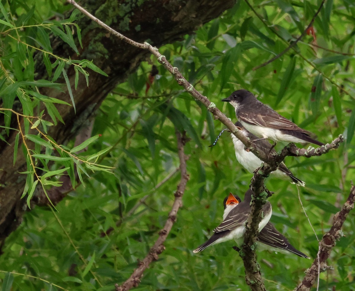 Schieferrücken-Königstyrann - ML644248456