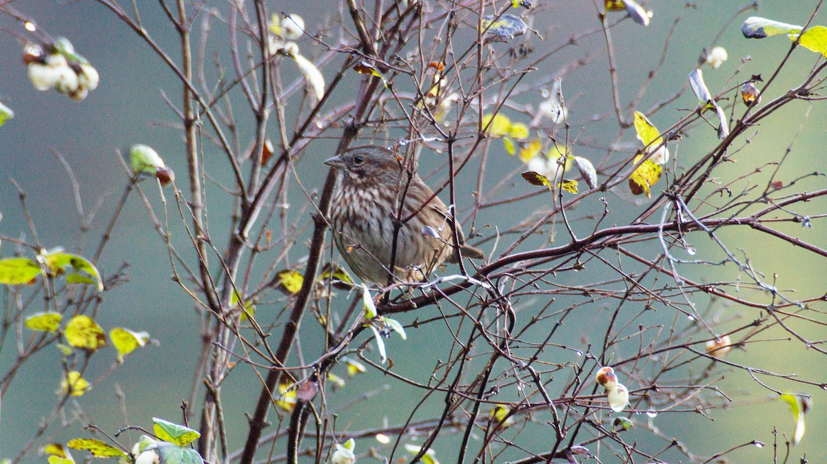 Song Sparrow - ML644248460