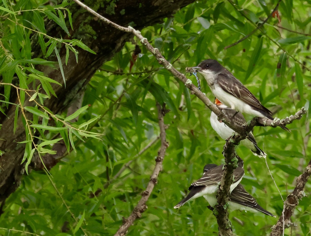 Schieferrücken-Königstyrann - ML644248466