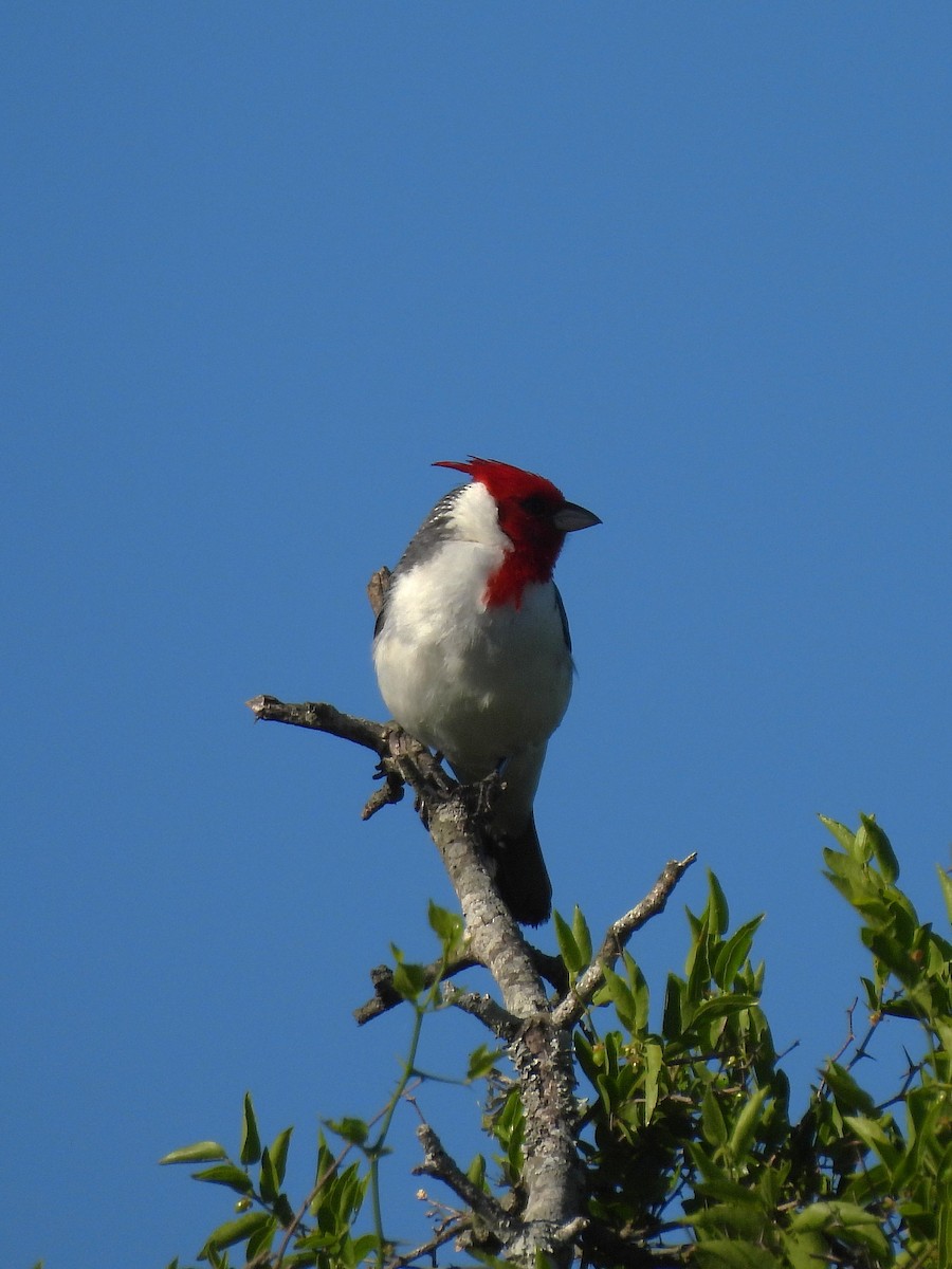 Red-crested Cardinal - ML644248468