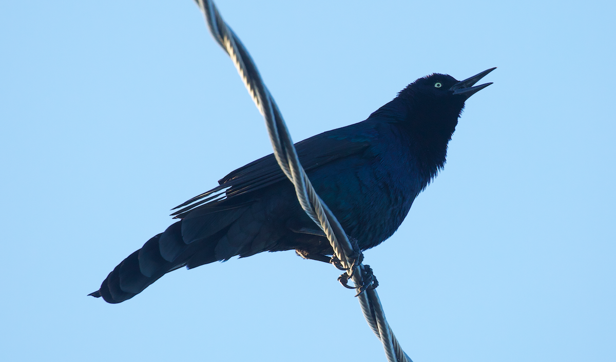 Boat-tailed Grackle - ML644248473
