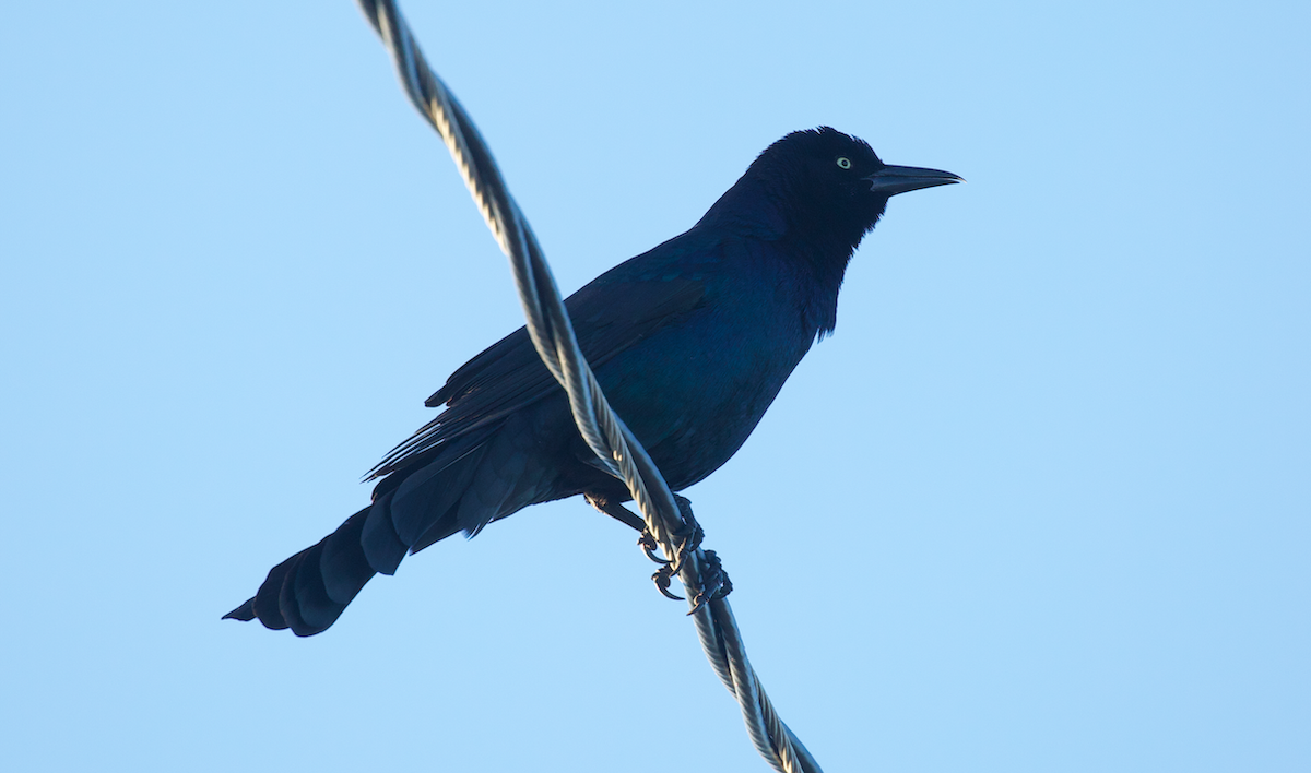 Boat-tailed Grackle - ML644248475