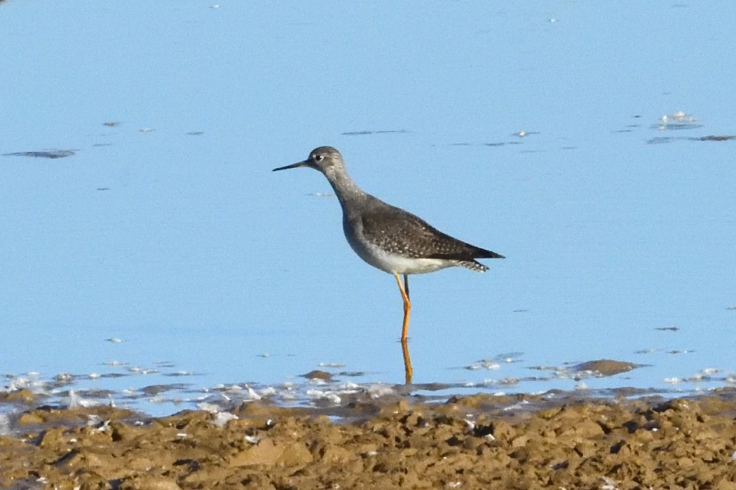 Archibebe Patigualdo Chico - ML644248476