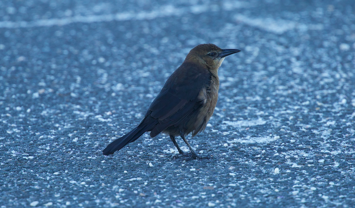 Boat-tailed Grackle - ML644248478