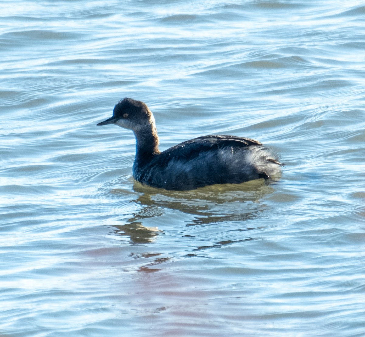 黑頸鸊鷉 - ML644248479