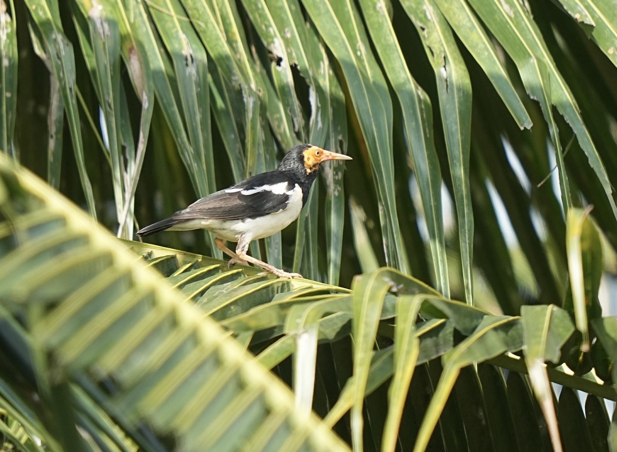 Siamese Pied Starling - ML644248486