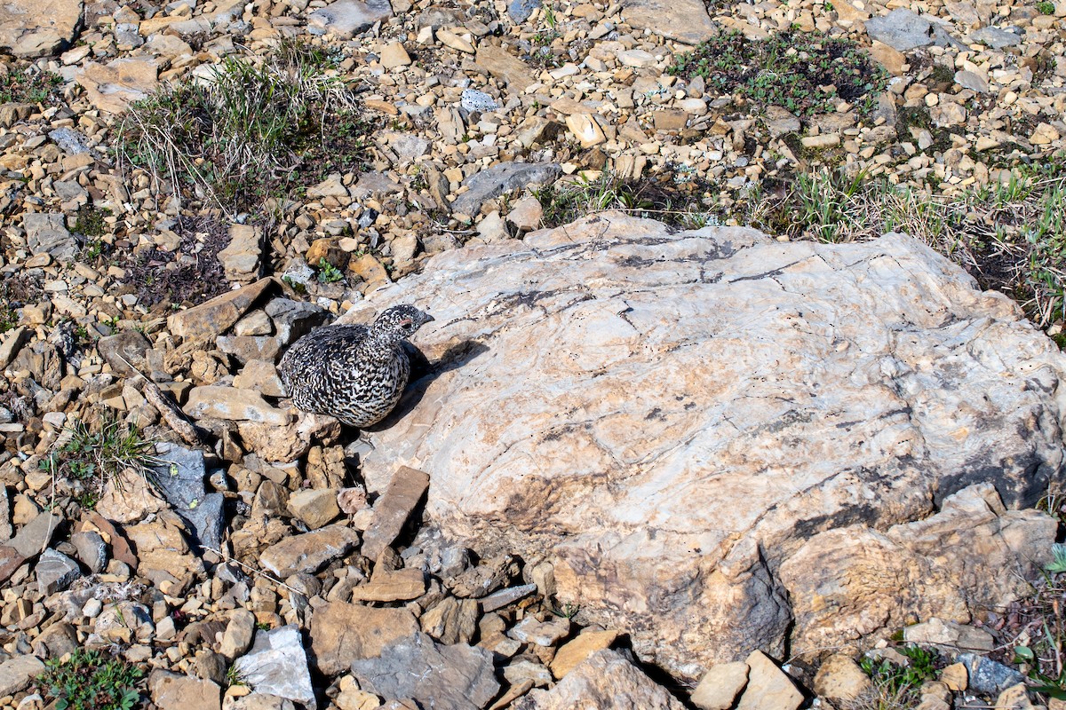 hvitstjertrype - ML644248504