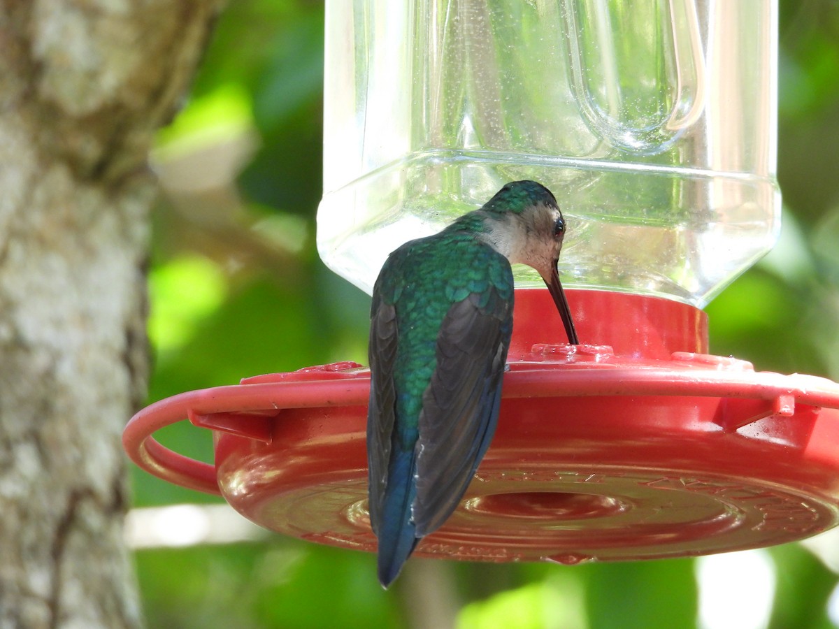 Wedge-tailed Sabrewing - ML644248513