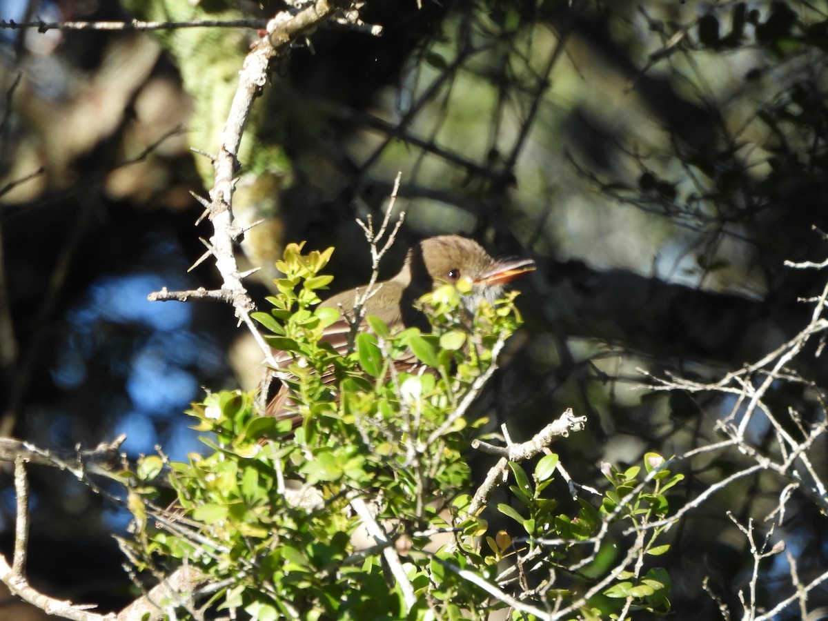 Swainson's Flycatcher - ML644248516